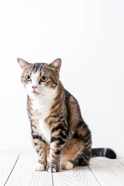 Roztomilý Šedá Kočka Pozadí Kopií Prostor — Stock fotografie