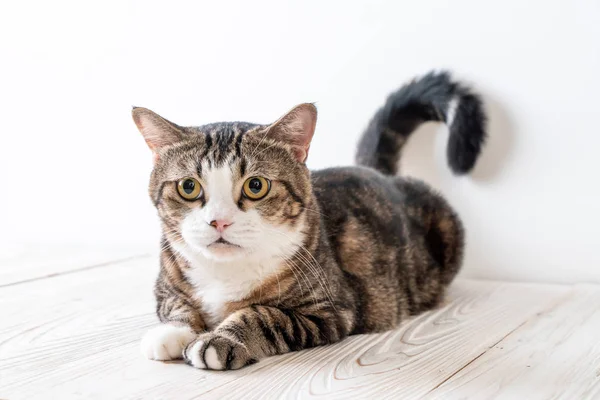 Carino Grigio Gatto Sfondo Legno Con Spazio Copia — Foto Stock