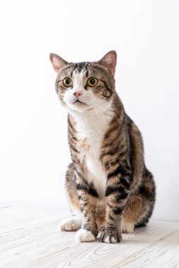 kopya alanı ile ahşap arka plan üzerinde şirin ve gri kedi