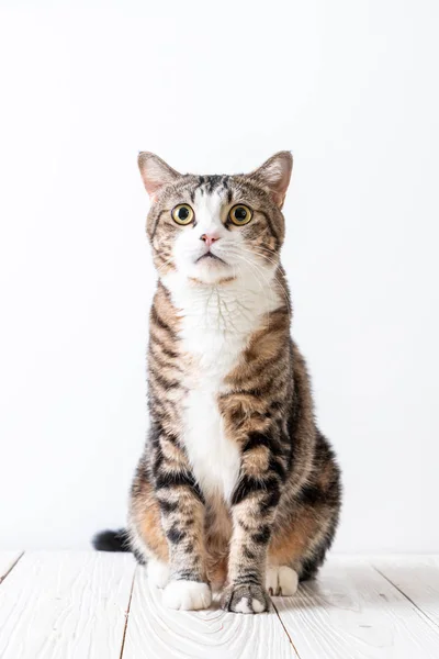 Roztomilý Šedá Kočka Pozadí Kopií Prostor — Stock fotografie
