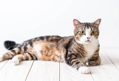 kopya alanı ile ahşap arka plan üzerinde şirin ve gri kedi