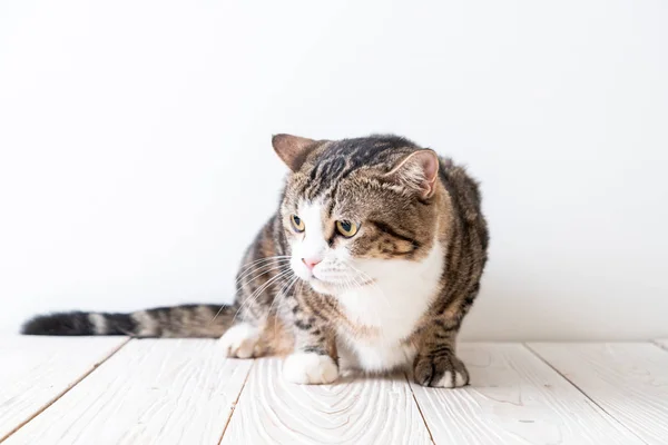 Niedlich Und Grau Katze Auf Holz Hintergrund Mit Kopierraum — Stockfoto