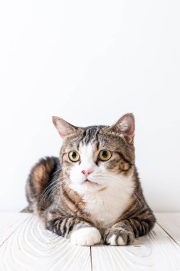 kopya alanı ile ahşap arka plan üzerinde şirin ve gri kedi