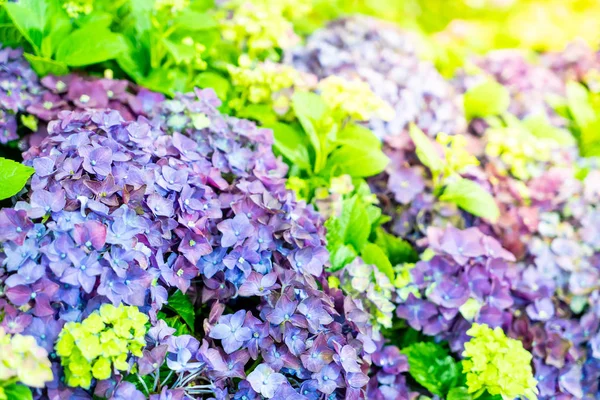 Красивые Фиолетовые Цветы Саду Селективная Точка Фокусировки — стоковое фото