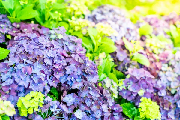 Schöne Lila Blumen Garten Selektiver Brennpunkt — Stockfoto