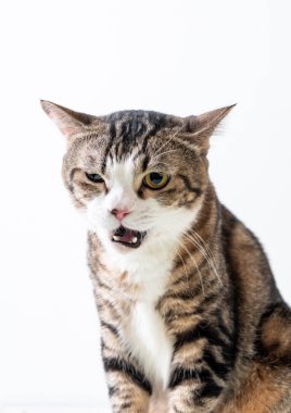 kopya alanı ile ahşap arka plan üzerinde şirin ve gri kedi