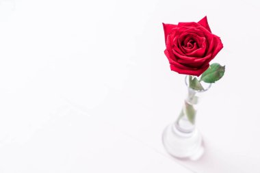 ahşap arka plan üzerinde kırmızı gül