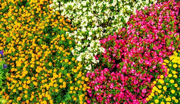 다채로운 꽃 정원에서 — 스톡 사진