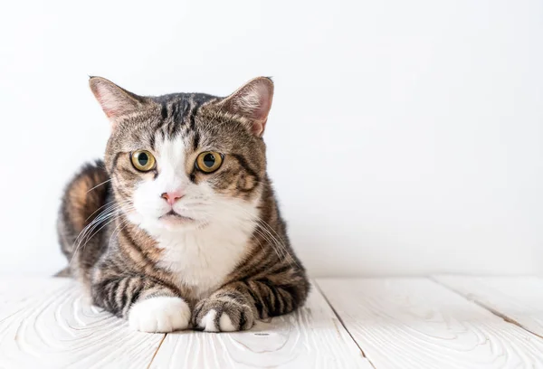 Niedliche und graue Katze — Stockfoto