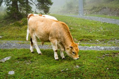 Sisli ile tepede inek