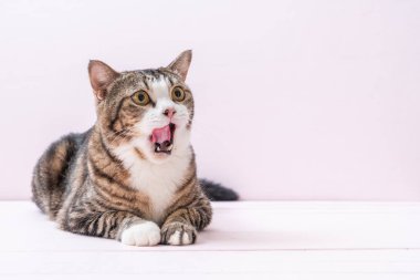 pembe bir arka plan üzerinde şirin gri kedi