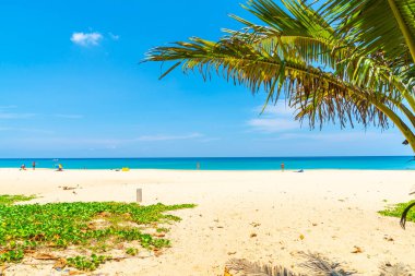 Güzel tropikal plaj ve Hindistan cevizi hurma ağacı Cennet Adası - tatil tatil kavramı ile