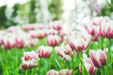 Güzel ve renkli lale bahçesinde - seçici odak noktası