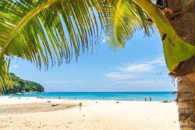 Güzel tropikal plaj ve Hindistan cevizi hurma ağacı Cennet Adası - tatil tatil kavramı ile