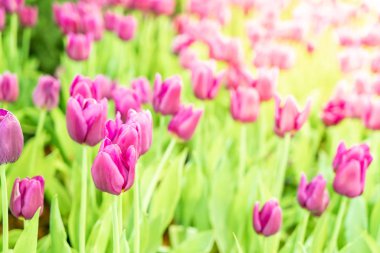 Güzel ve renkli lale bahçesinde - seçici odak noktası