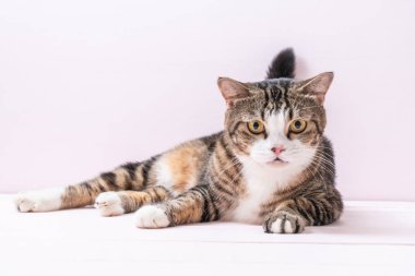 pembe bir arka plan üzerinde şirin gri kedi