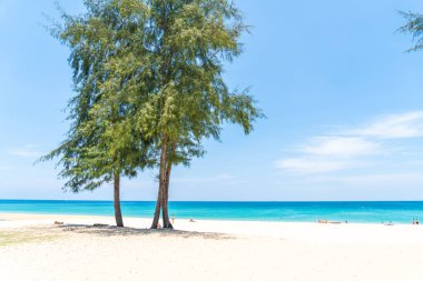 Güzel tropikal plaj ve Hindistan cevizi hurma ağacı Cennet Adası - tatil tatil kavramı ile