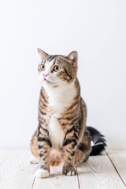 kopya alanı ile ahşap arka plan üzerinde şirin ve gri kedi