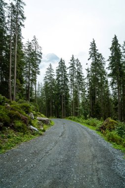 tepe üzerinde boş yolu ile orman ve sisli