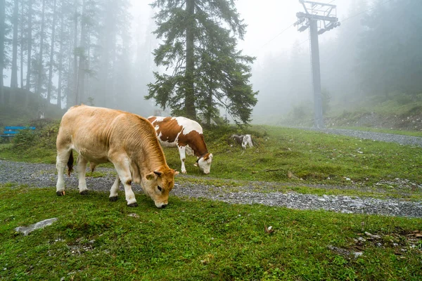 cow on hill with foggy