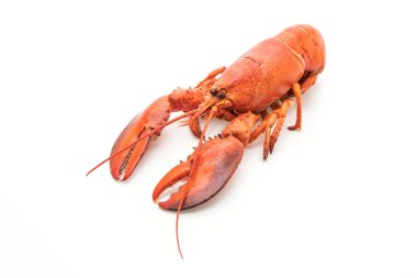 Beyaz arka plan üzerinde izole pişmiş ıstakoz