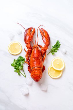 buz ve limon ile taze haşlanmış kırmızı ıstakoz