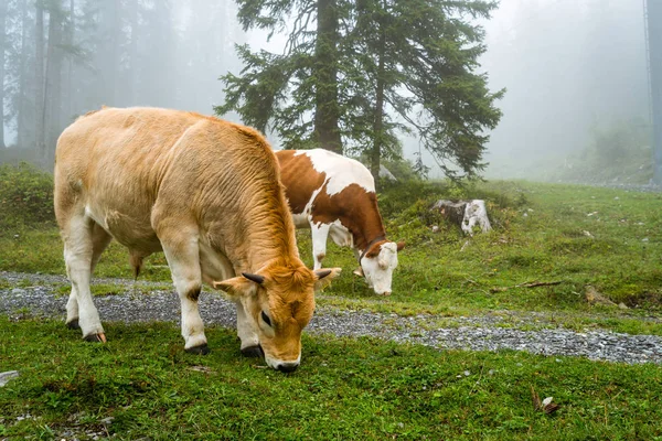 Cow Hill Foggy — Stock Photo, Image