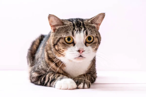 Niedliche Graue Katze Auf Rosa Hintergrund — Stockfoto