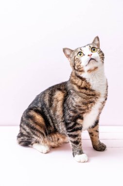 pembe bir arka plan üzerinde şirin gri kedi