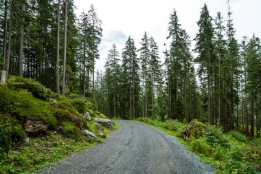 tepe üzerinde boş yolu ile orman ve sisli