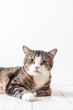 kopya alanı ile ahşap arka plan üzerinde şirin ve gri kedi