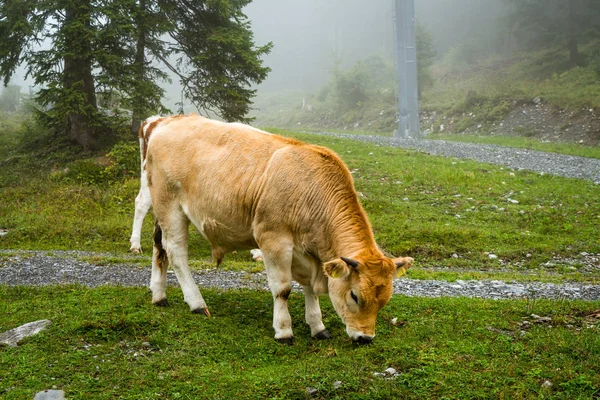 cow on hill with foggy