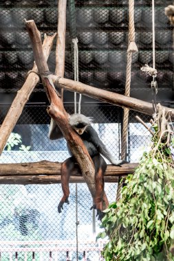 Kırmızı şişlemiş Douc Hayvanat Bahçesi.