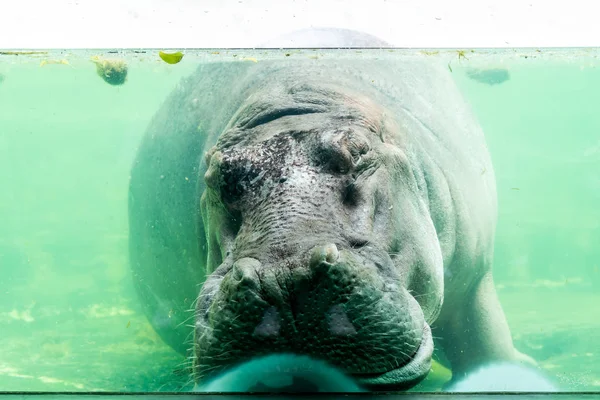 Velho Hipopótamo Dormindo Zoológico — Fotografia de Stock