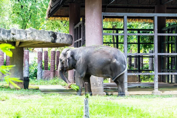 Elefante Tailandés Zoológico — Foto de Stock