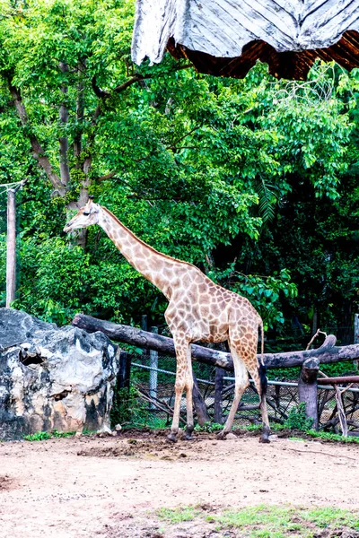 Giraffe Zoo — Stockfoto