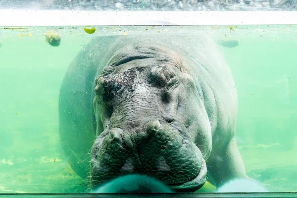 動物園で眠っている古いカバ — ストック写真