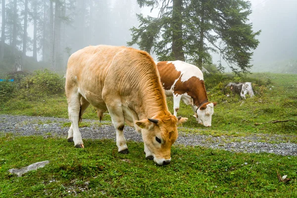 cow on hill with foggy