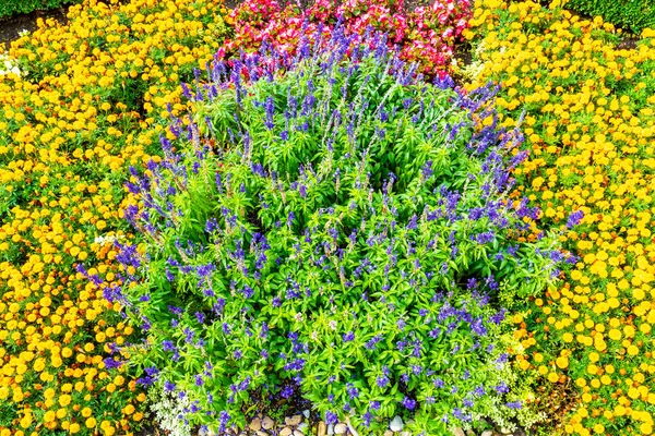 Schöne Und Farbenfrohe Blume Garten — Stockfoto