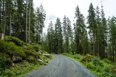 tepe üzerinde boş yolu ile orman ve sisli