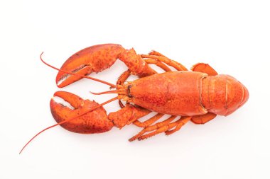 Beyaz arka plan üzerinde izole pişmiş ıstakoz