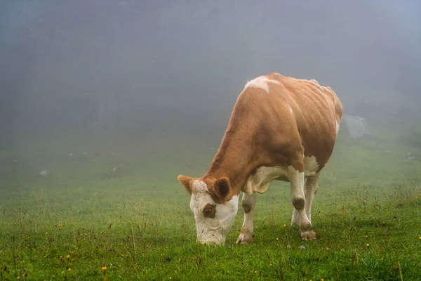 cow on hill with foggy