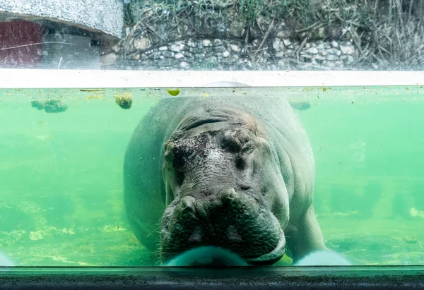 動物園で眠っている古いカバ — ストック写真