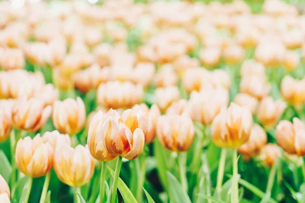 Beautiful Colorful Tulips Garden Selective Focus Point — Stock Photo, Image