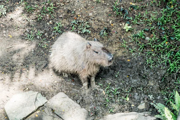Olbrzymi Szczur Capibara Zoo — Zdjęcie stockowe