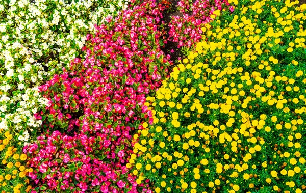 Güzel Renkli Çiçek Bahçesinde — Stok fotoğraf