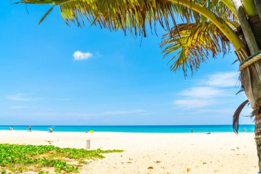 Güzel tropikal plaj ve Hindistan cevizi hurma ağacı Cennet Adası - tatil tatil kavramı ile