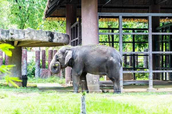 動物園にタイの象 — ストック写真