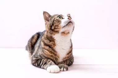 pembe bir arka plan üzerinde şirin gri kedi