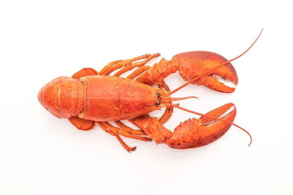 Cooked Lobster Isolated White Background — Stock Photo, Image